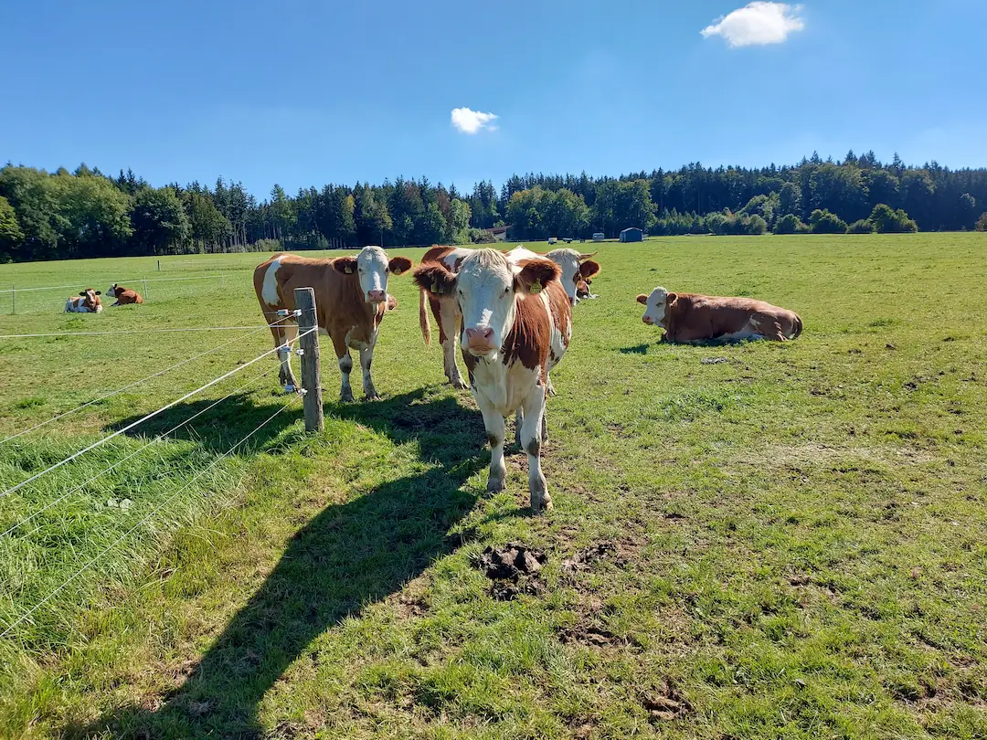 Rinder stehen auf der Weide am Zaun