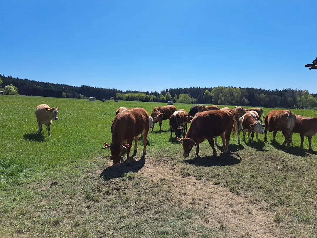 Rinderherde grast auf der Weide
