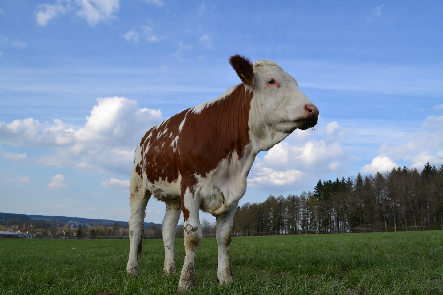 Kuh blickt neugierig in die Kamera
