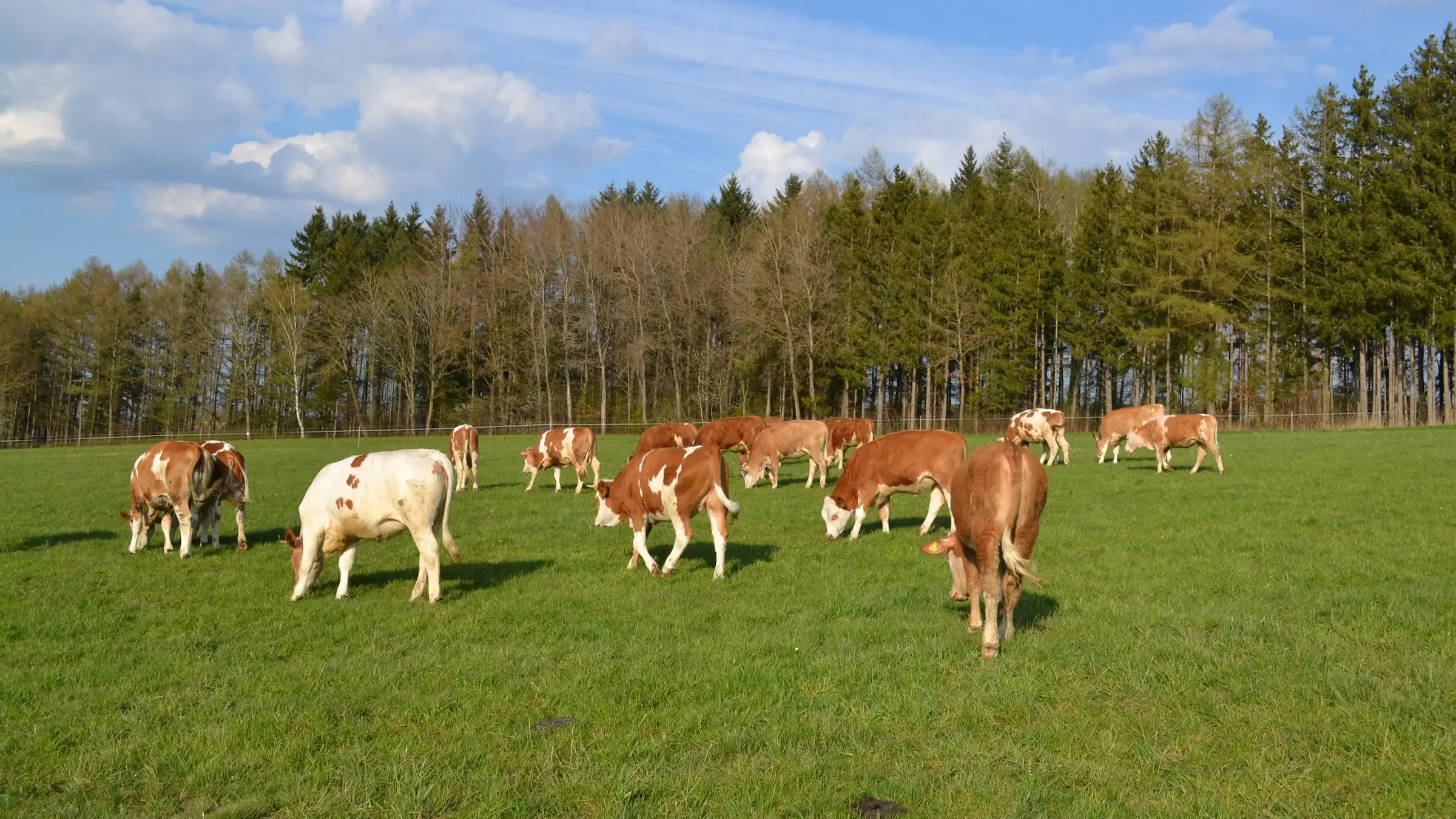Rinderherde grast am Waldrand