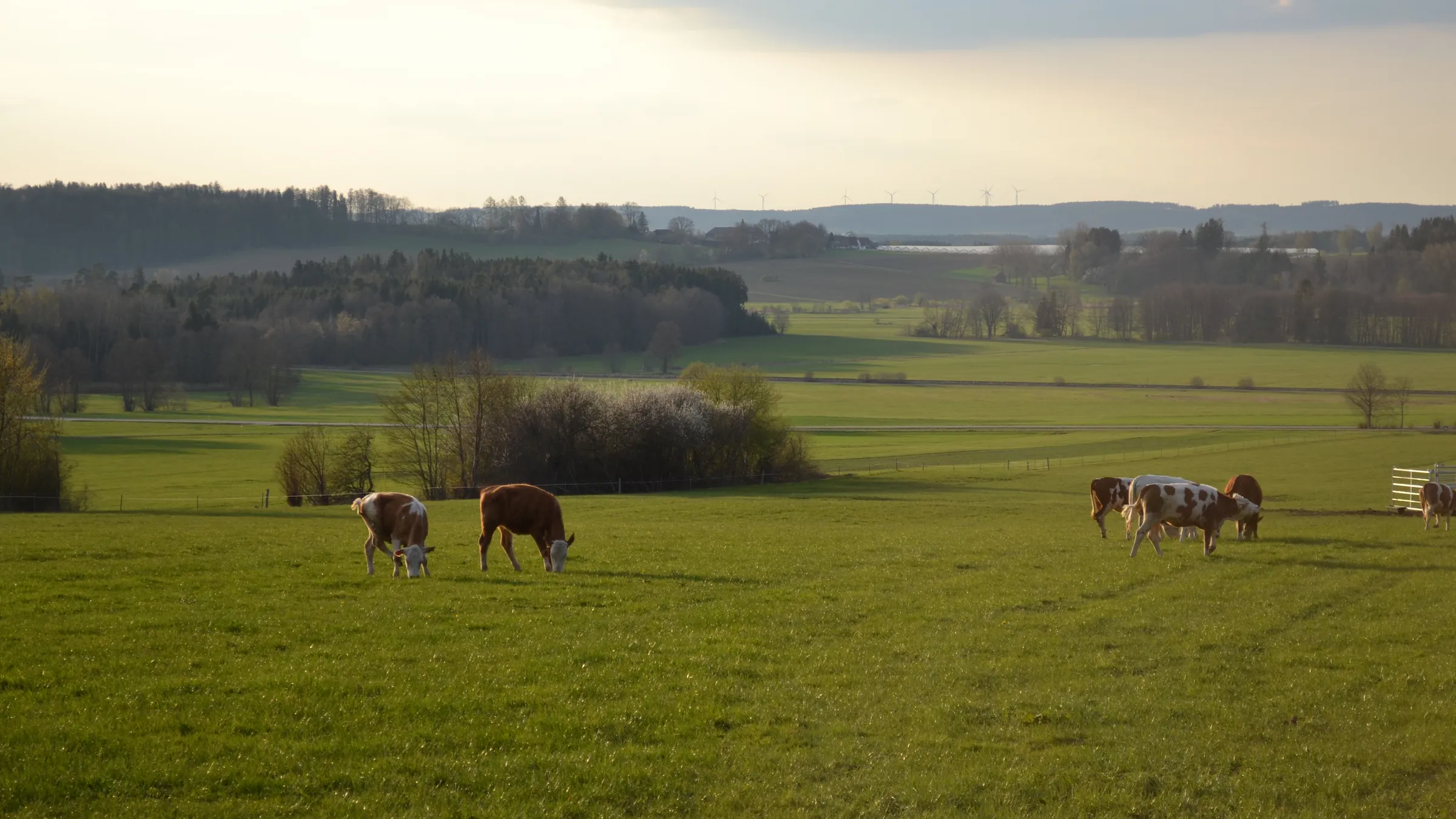 Rinder grasen auf der Weide mit Blick ins Tal