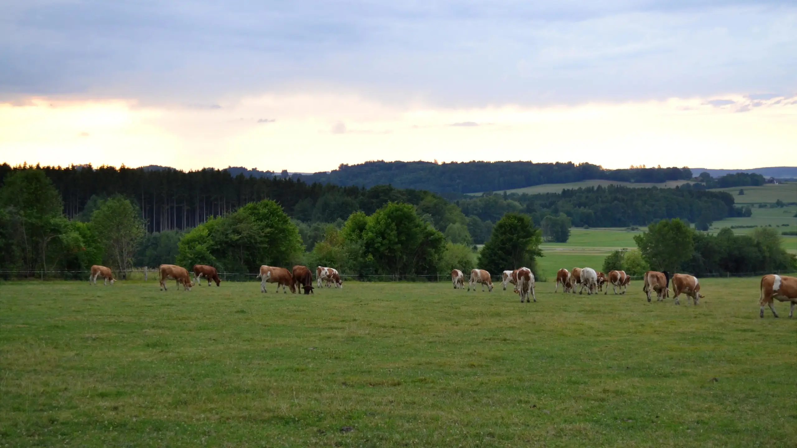 Rinderherde auf der Weide im Abendlicht